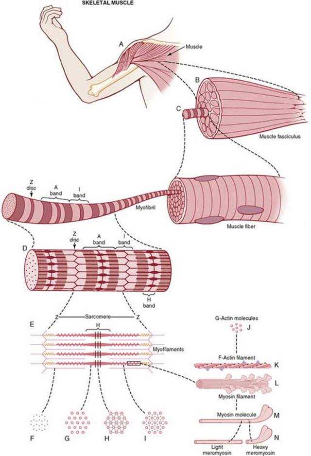 Mechanism of Muscle Contraction