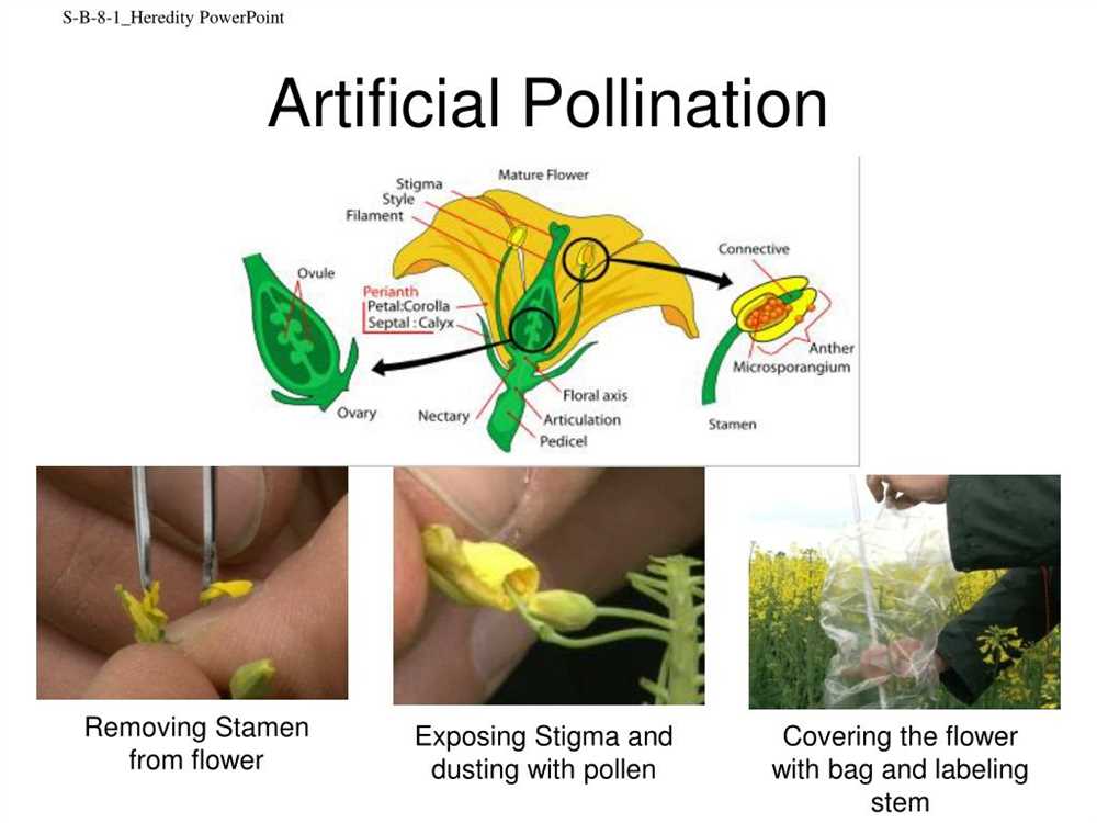 Flower pollination gizmo answer key