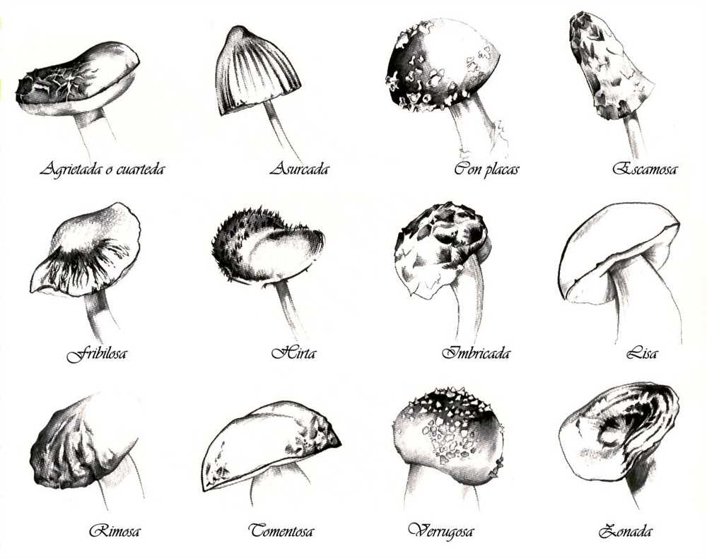 Spore dispersal