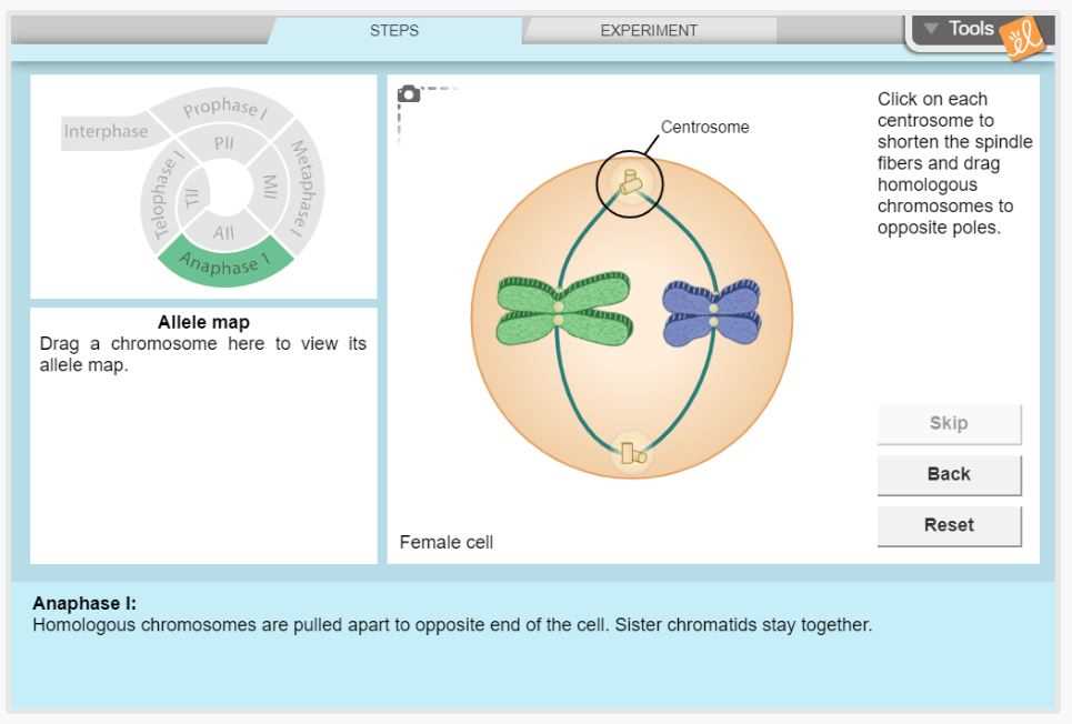 Stages of Meiosis