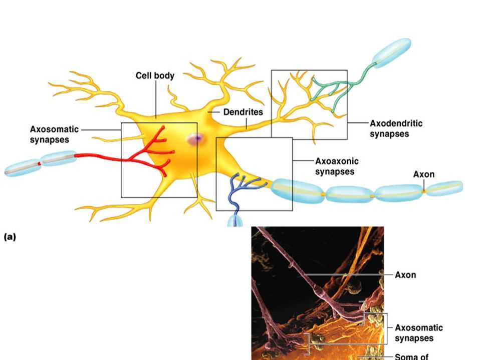 Specific Receptors