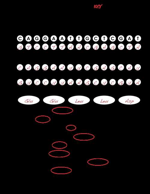 Cell Structure and Function