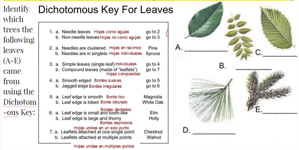 This article will explore the process of identifying aliens using a dichotomous key and provide an answer key that can assist in the classification of these otherworldly beings. By using this key, enthusiasts and experts alike will be able to determine the species to which an alien belongs based on specific characteristics.