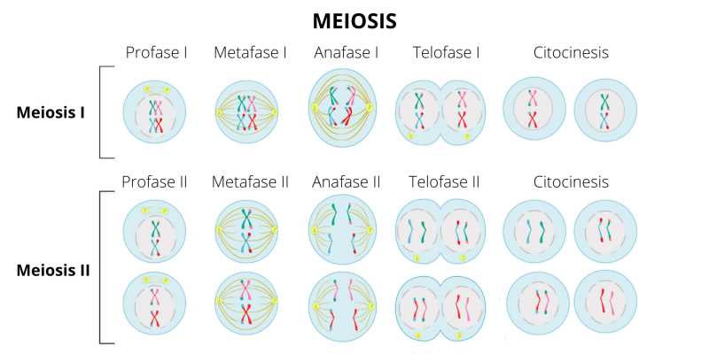 What is Meiosis?