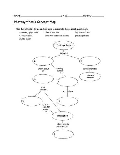 The Process of Photosynthesis