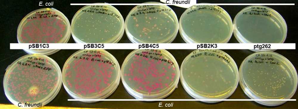 Citrobacter freundii biochemical test