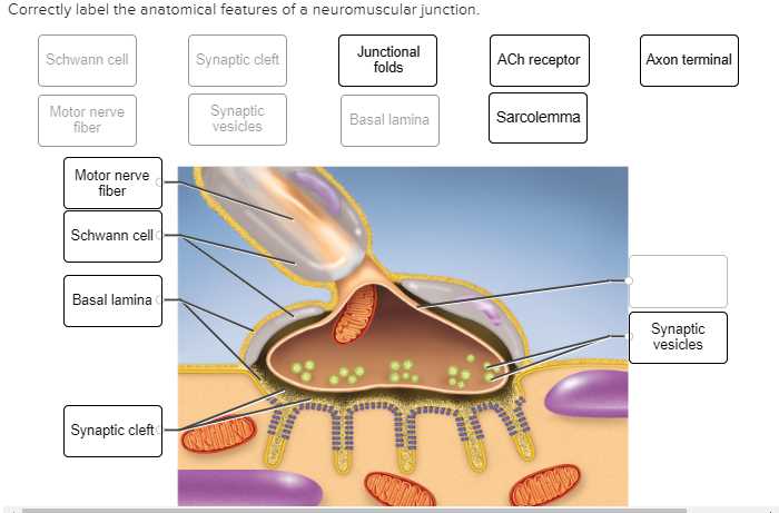 The Anatomy of a Synapse Answers