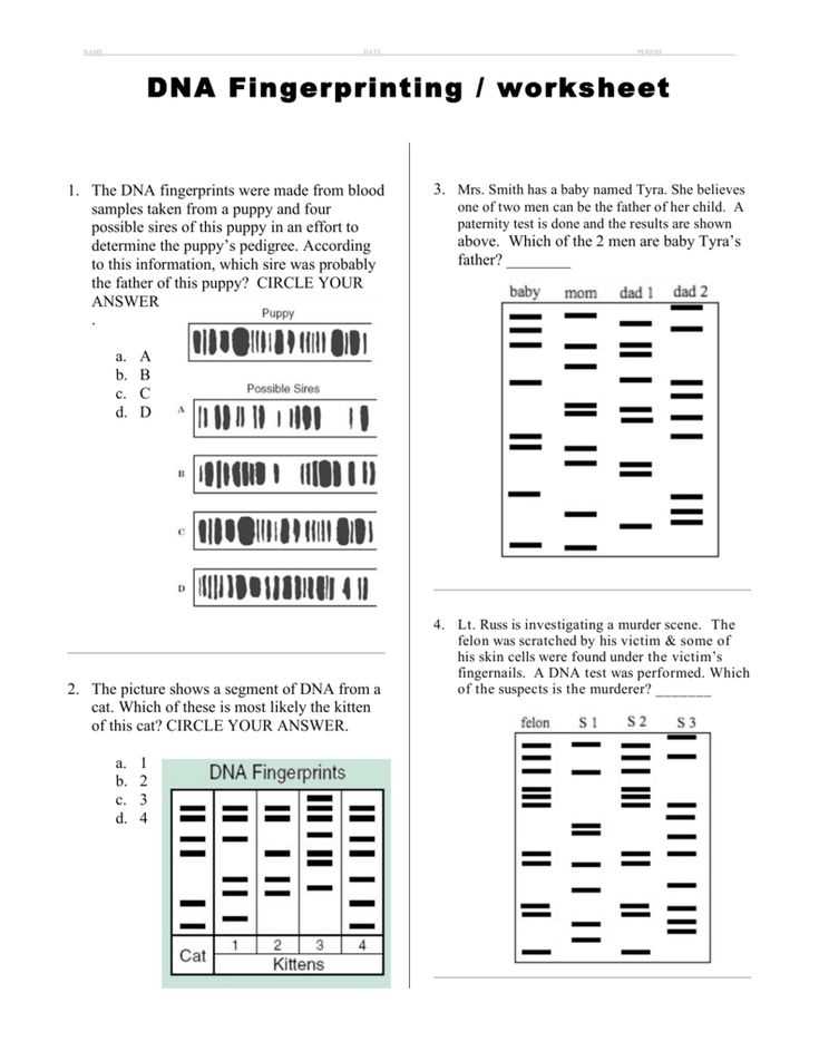 The Importance of Forensic Files Worksheets in Crime Investigations