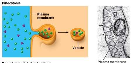 Overview of Cell Structure