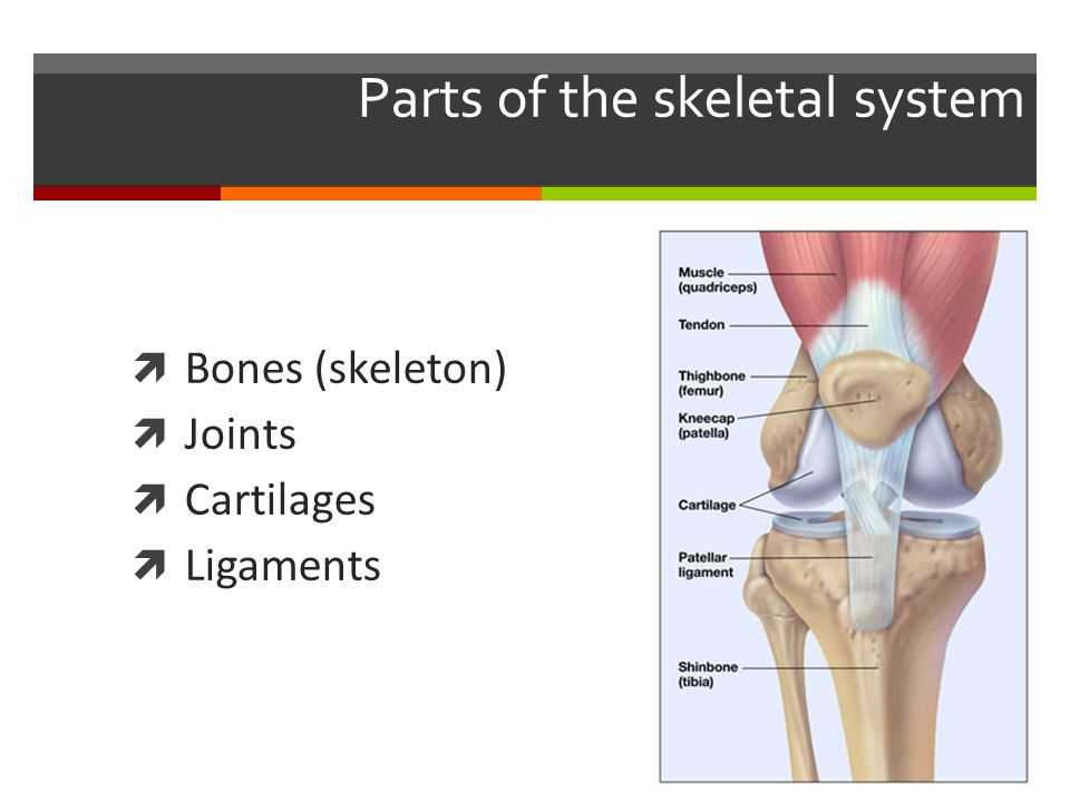 The Importance of Joints in the Skeletal System