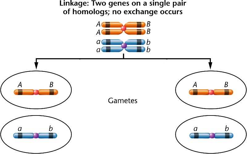 Understanding Section 11 5 linkage and gene maps