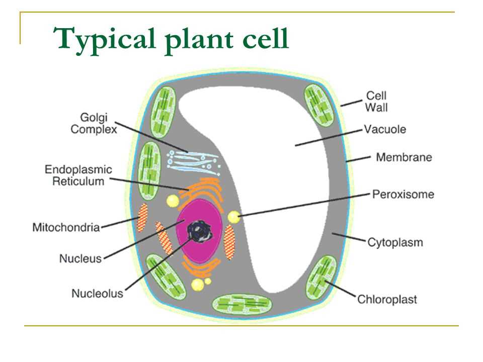 Chapter 5 cell structure and function answer key