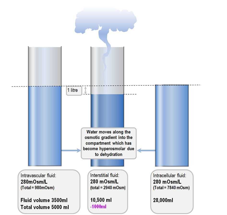 Fluid and electrolytes test bank