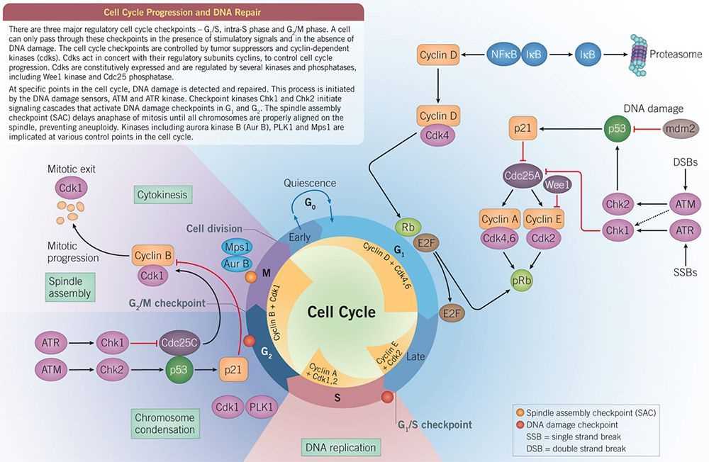 Cell Biology: Definition and Overview