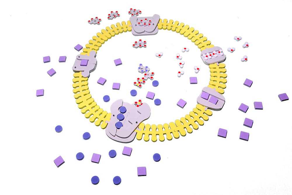 Understanding the Basics of Molecular Translation