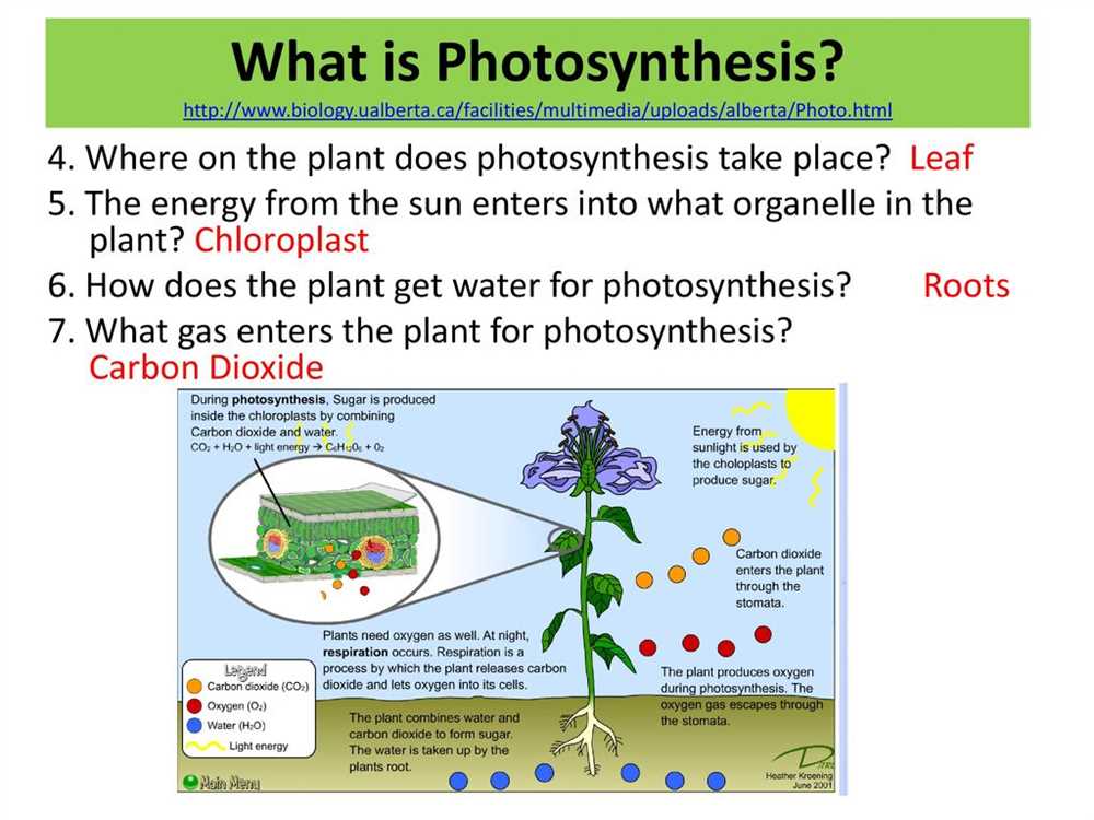 The Light-Dependent Reactions