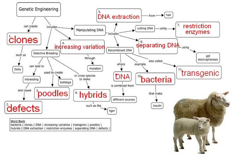 Monster Genetics Project Answer Key - Basic Level