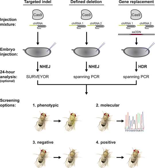 Sweet 16 Drosophila Tournament Answers