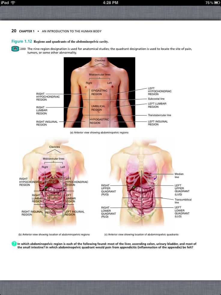 Levels of Organization in the Human Body: Cells, Tissues, and Organs