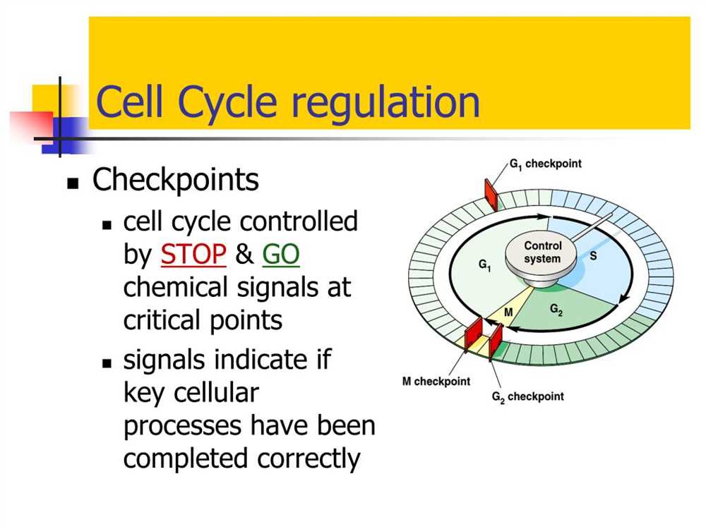 The Role of 5'3' Regulation in Cell Cycle Control