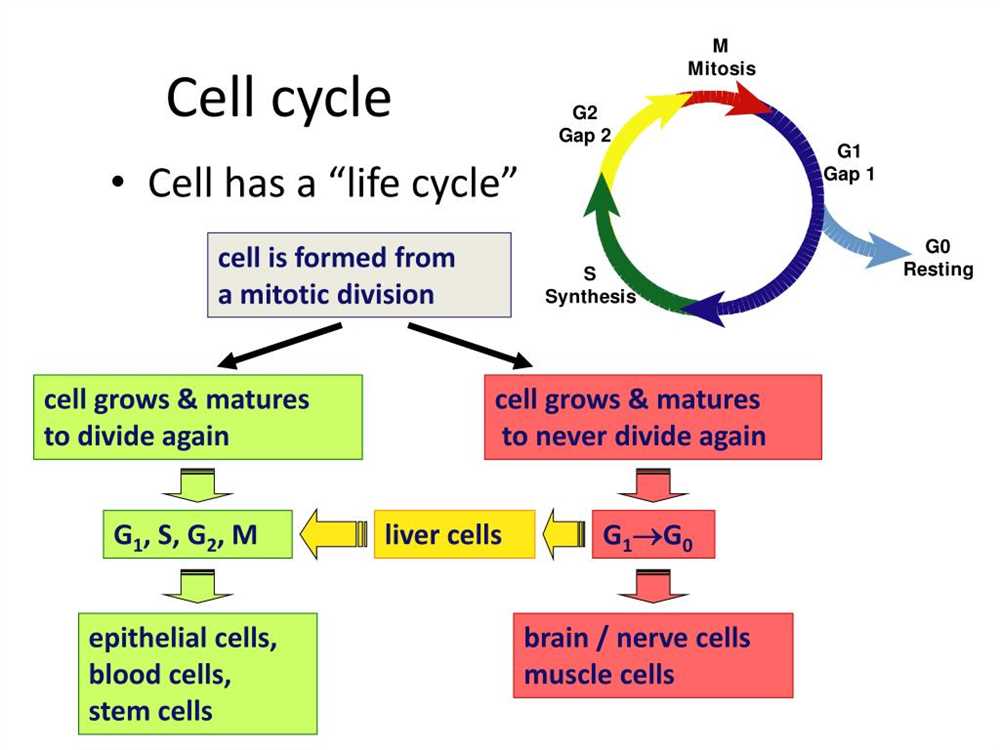 5 3 regulation of the cell cycle answer key