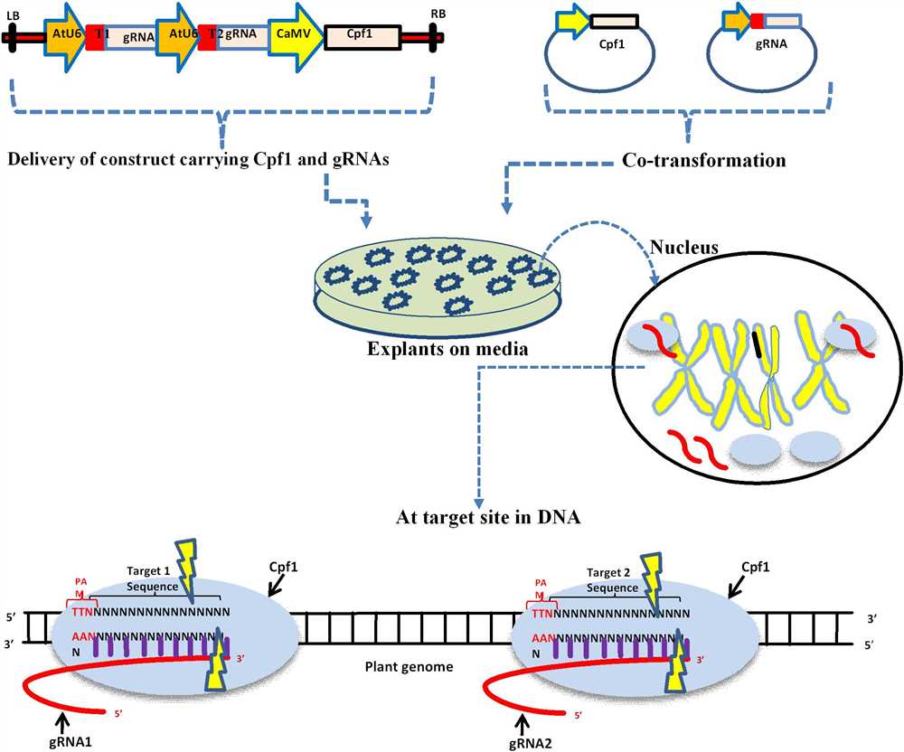 The Ultimate Guide to Crispr Worksheet Answers: Unlocking the Secrets ...