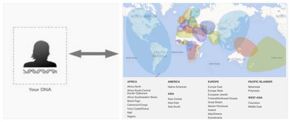 What is Whale Ancestry DNA Activity?