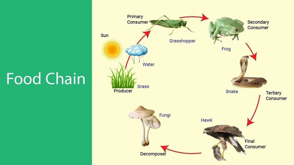 The importance of food chain gizmos