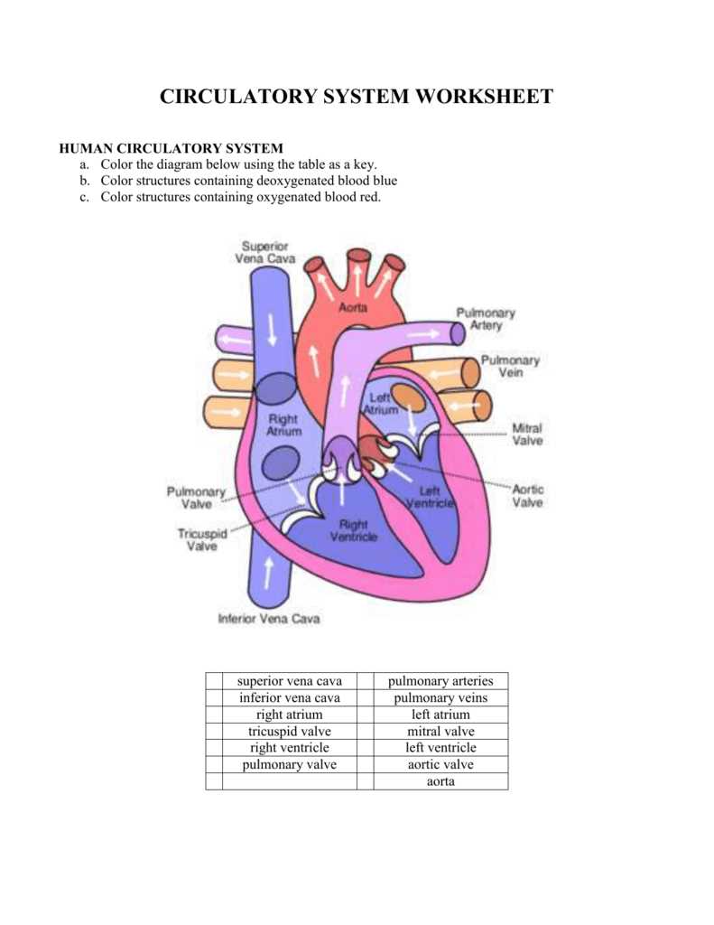 Circulatory system worksheet with answers pdf