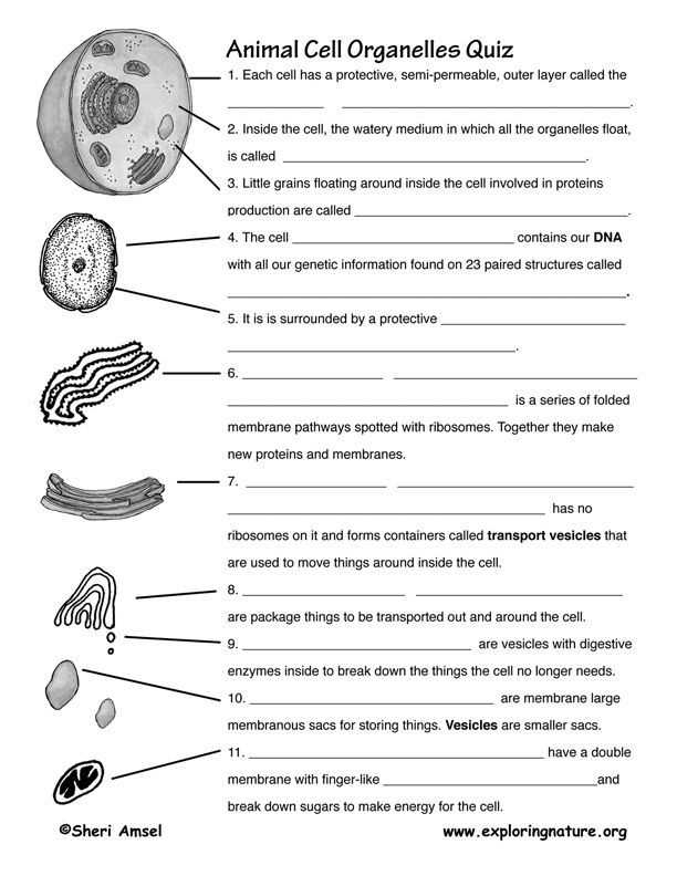 The Importance of Cell Size in Biology: Exploring the Concept