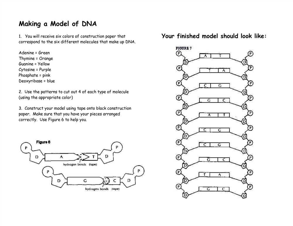 Dna structure paper model lab answer key