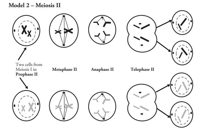 Section 11 4 meiosis answer key