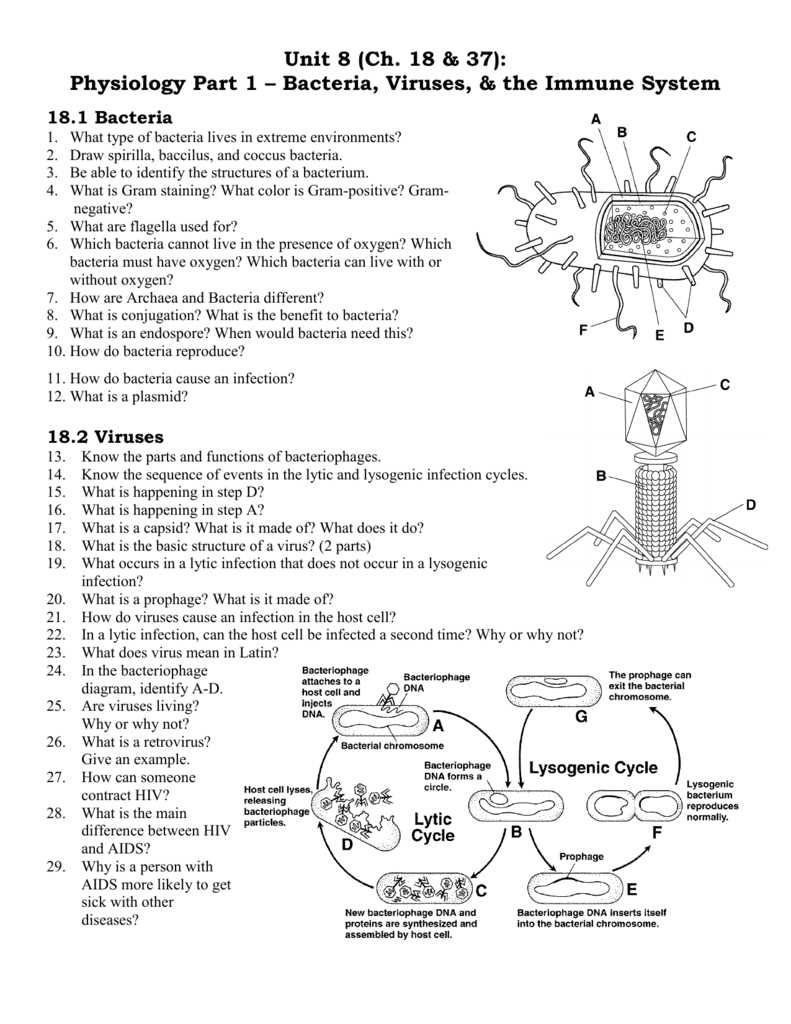 How are viruses classified?