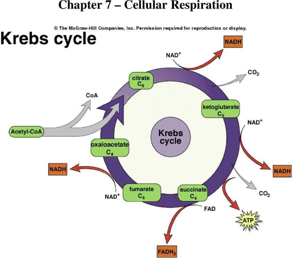 9 1 cellular respiration an overview answer key pdf