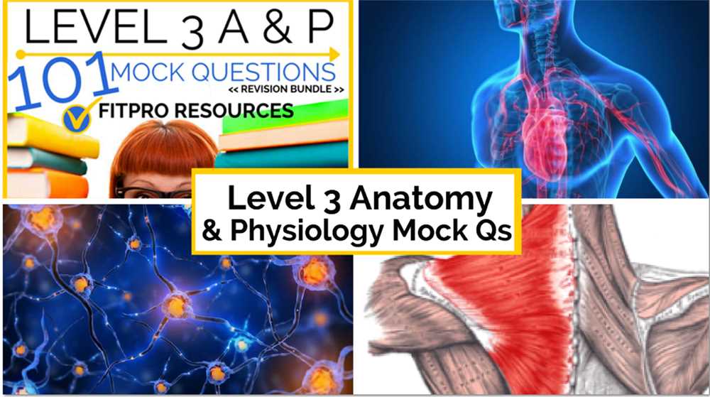 Lab exam 2 for anatomy and physiology