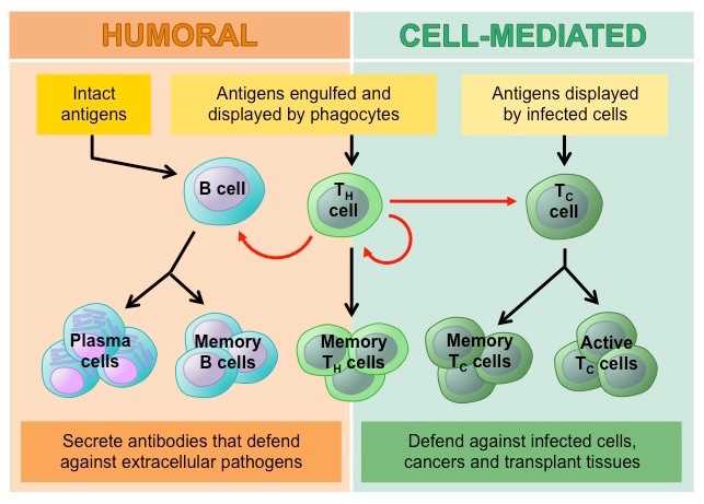 Common Challenges and Solutions in Immunity POGIL