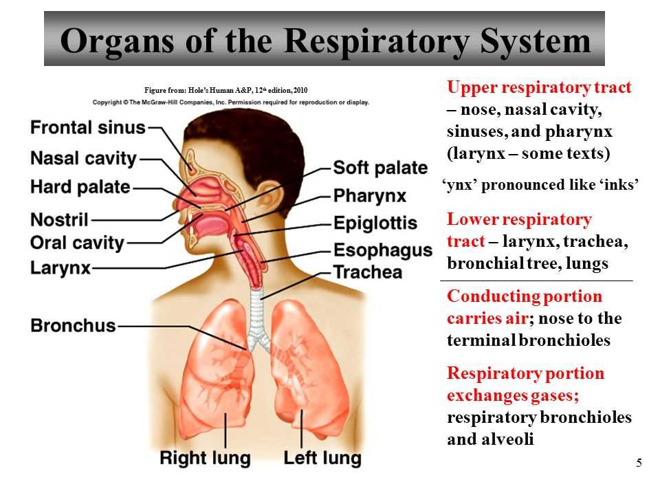 Chapter 22: The Respiratory System Multiple Choice Exam