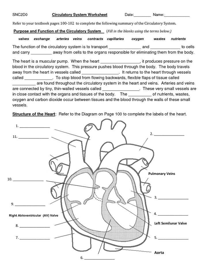 Circulatory system worksheet: Blood vessels