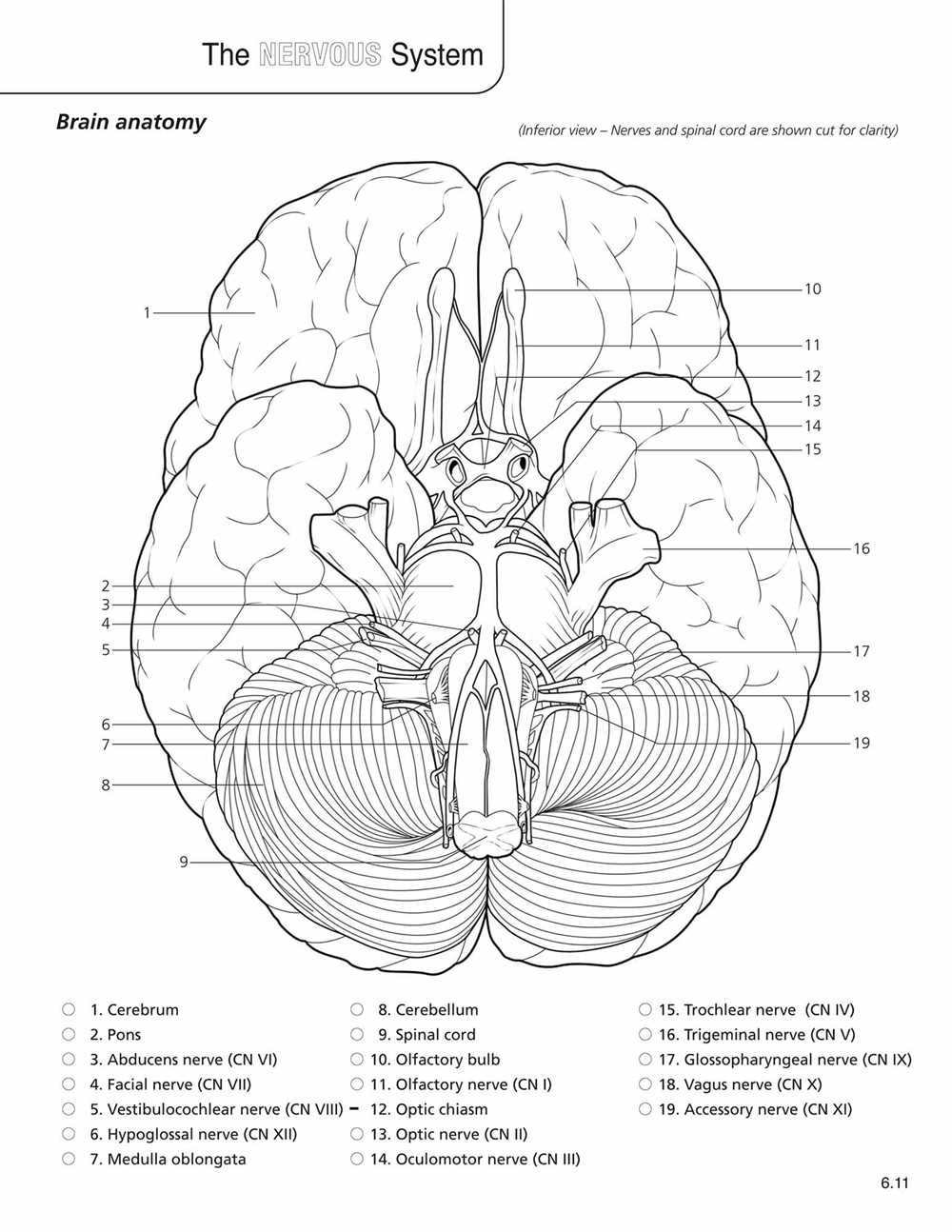 Unlocking the Answers to Chapter 13 Anatomy and Physiology Coloring