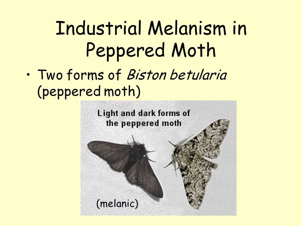 The appearance and characteristics of the peppered moth