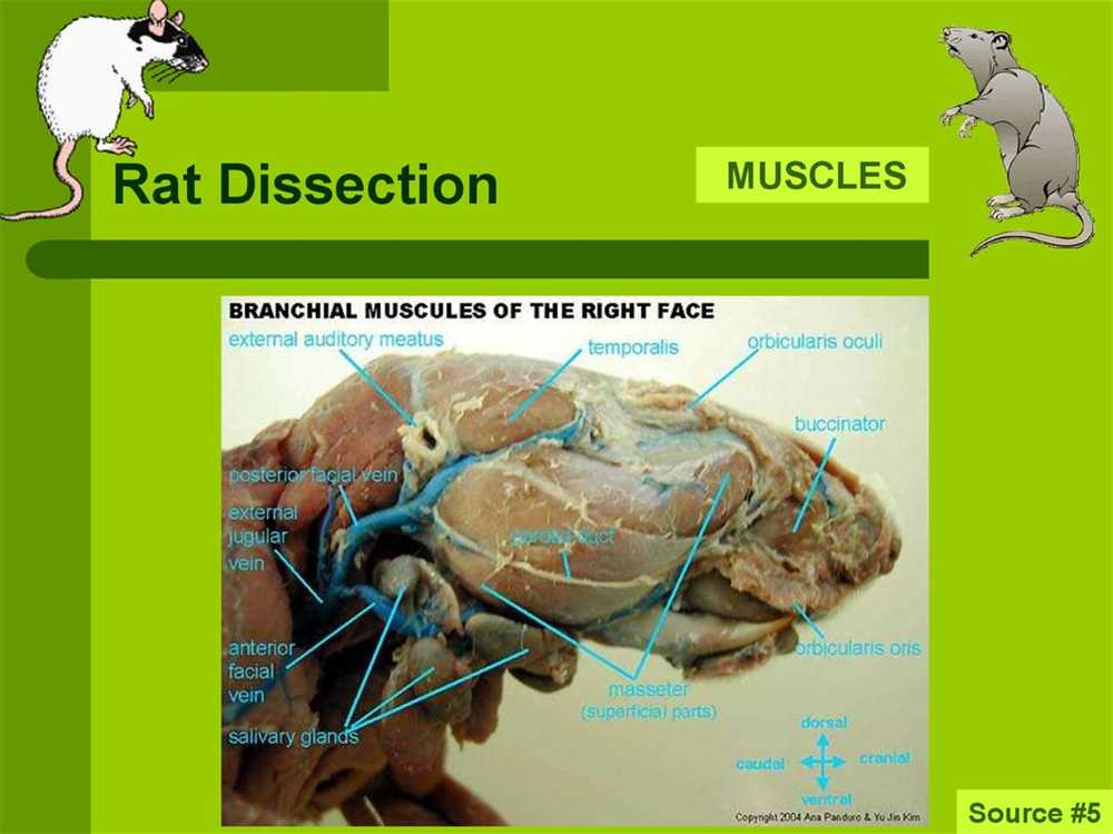 Rat dissection pre lab answer key