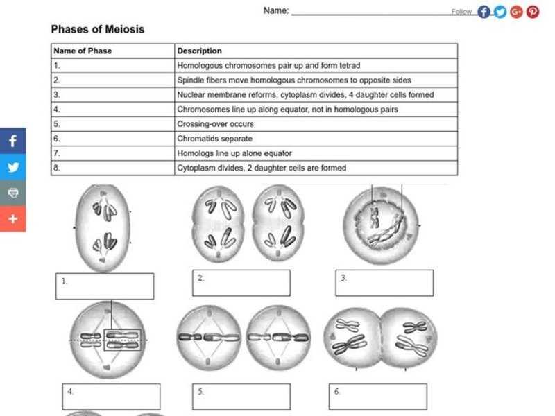 Meiosis II