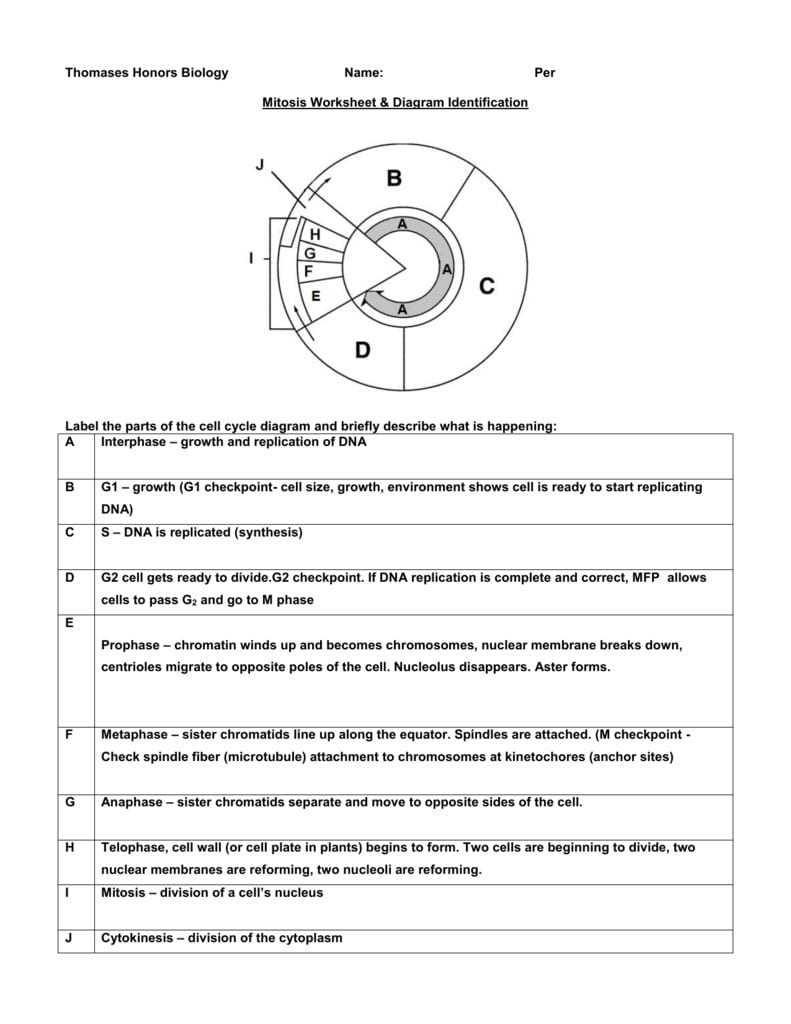 Viruses and the cycle of replication worksheet answer key