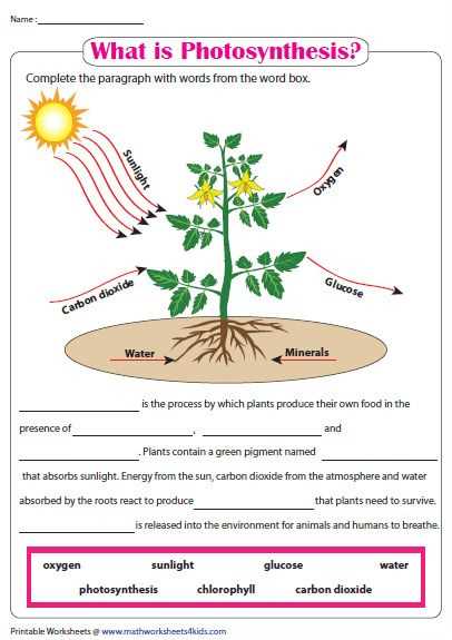 Chapter 8 section 2 photosynthesis answer key