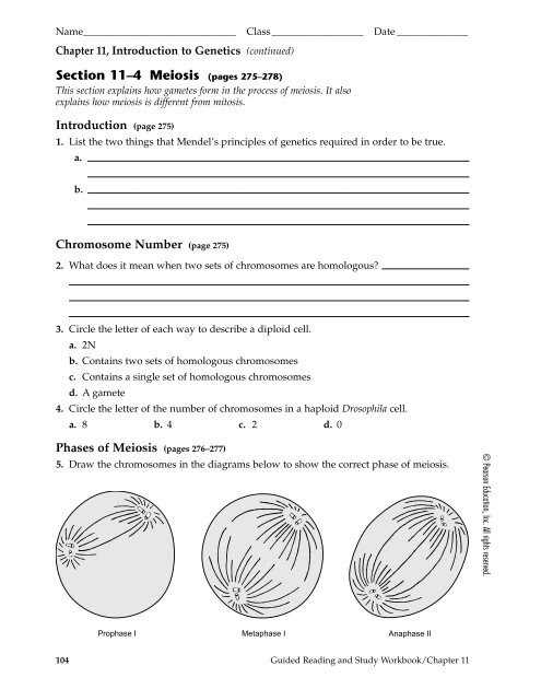 11 4 meiosis answer key pdf