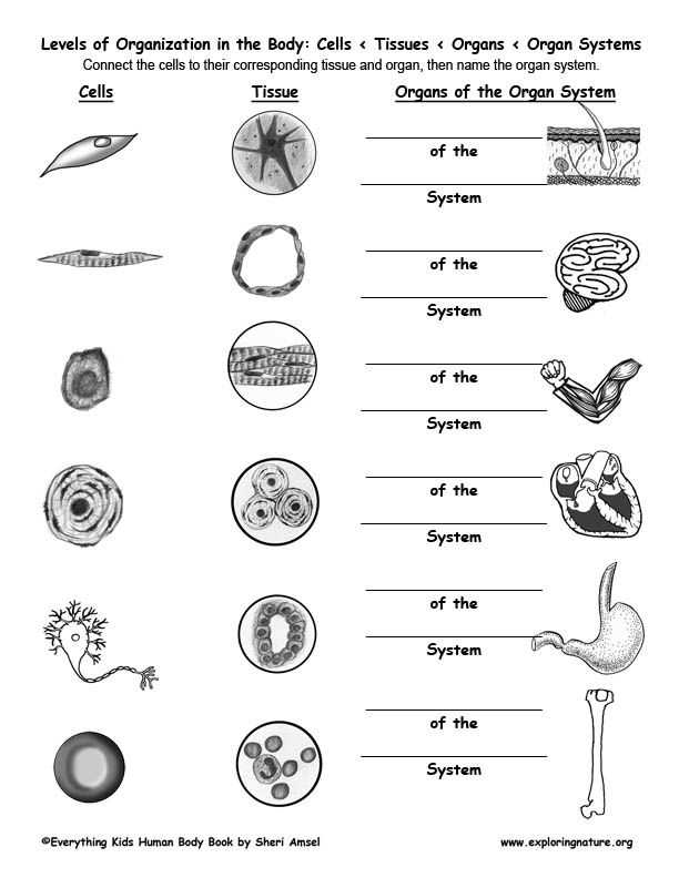 Section 6: Answer Key