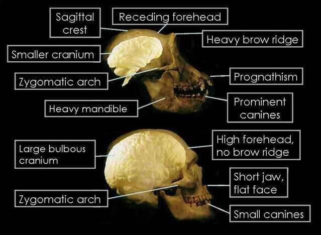 Skull C: