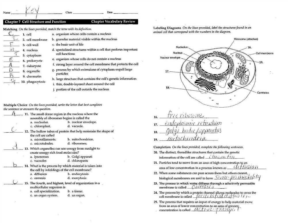 Structure of Mitochondria