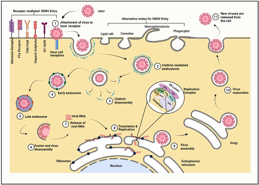 Steps of the Replication Cycle