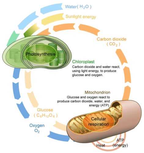 Algae bead photosynthesis lab answers